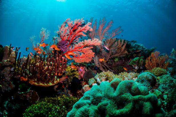 Places to visit: The Great Barrier Reef