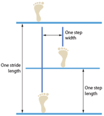 How many steps in a mile: stride length