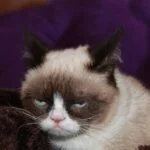 Most Popular Dead Memes